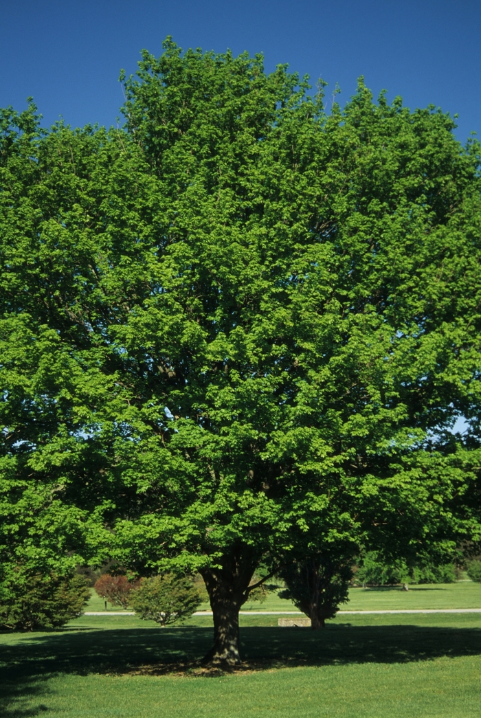 Sugar Maple - Acer saccharum from EC Browns Nursery