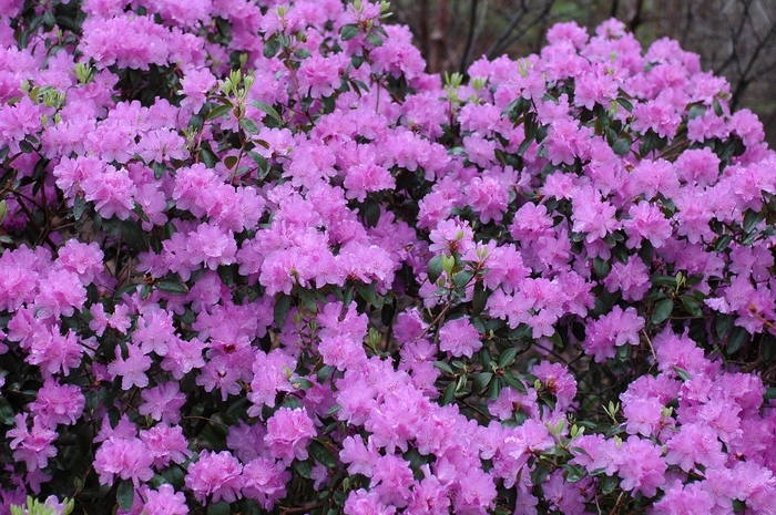 Purple Gem Rhododendron - Rhododendron 'Purple Gem' (Rhododendron) from EC Browns Nursery