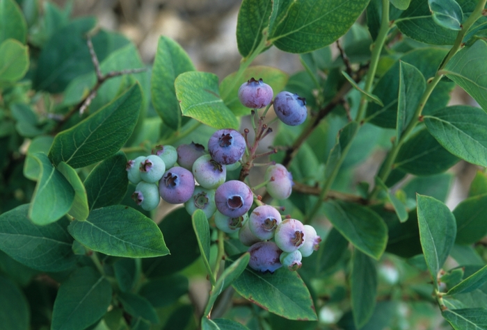 Elliott Northern Highbush Blueberry - Vaccinium 'Elliott' from EC Browns Nursery
