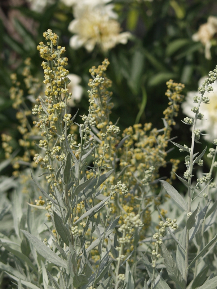 Louisiana Artemisia - Artemisia ludoviciana 'Valerie Finnis' from EC Browns Nursery