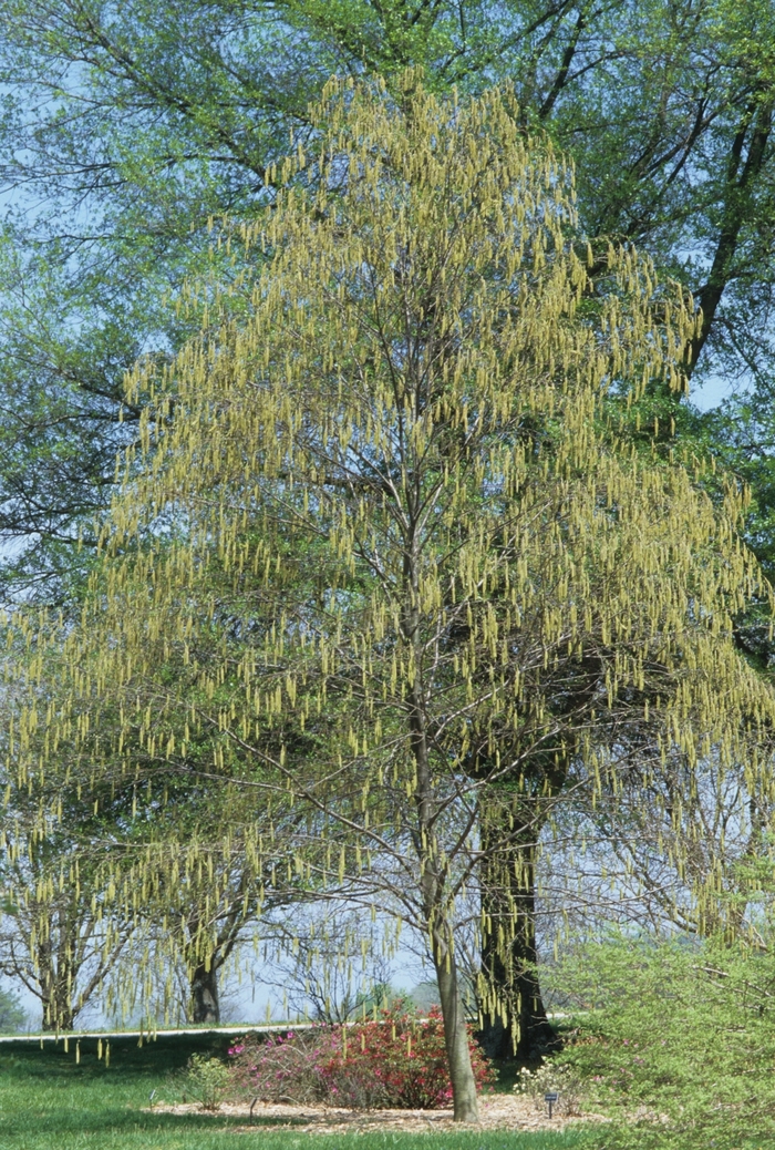 Sweet Birch - Betula lenta from EC Browns Nursery