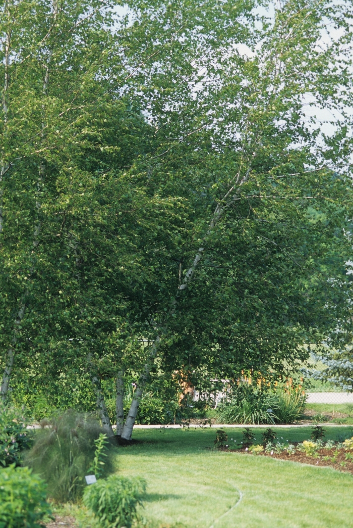 Whitespire Birch - Betula populifolia 'Whitespire' from EC Browns Nursery