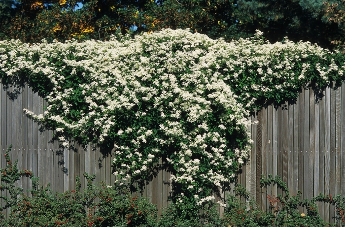 Sweet Autumn Clematis - Clematis paniculata from EC Browns Nursery