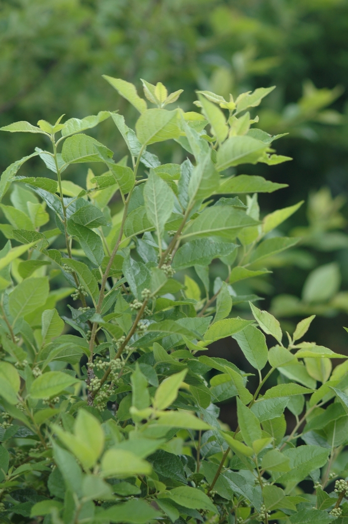 Apollo Winterberry - Ilex verticillata 'Apollo' from EC Browns Nursery