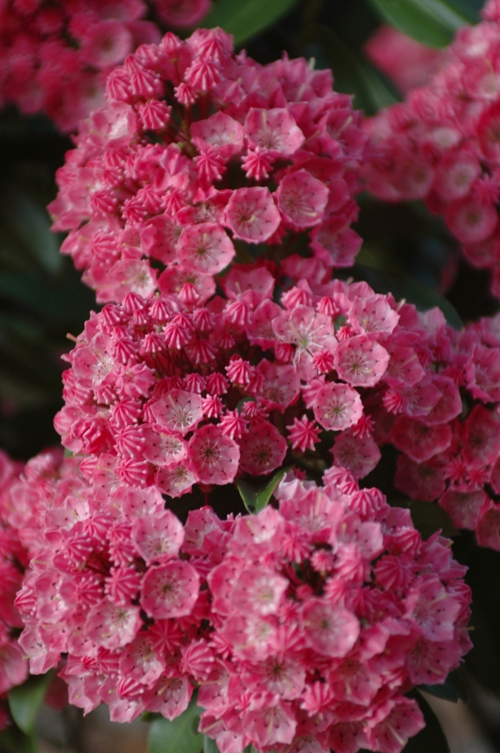'Sarah' Sarah Mountain-laurel - Kalmia latifolia from EC Browns Nursery