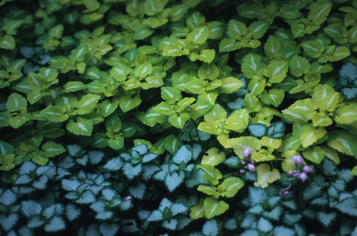 Dead Nettle - Lamium maculatum 'Pink Pewter' from EC Browns Nursery