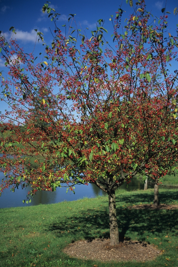 'Donald Wyman' - Malus hybrid from EC Browns Nursery