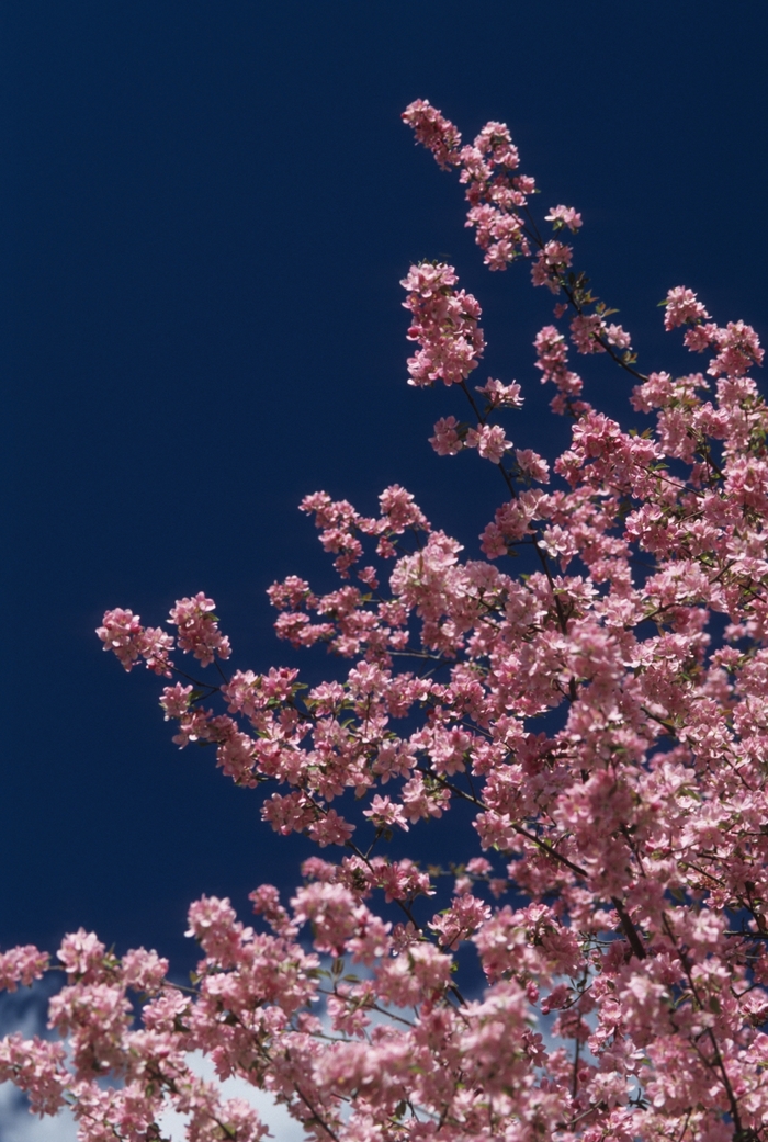 Hopa Crabapple - Malus 'Hopa' from EC Browns Nursery