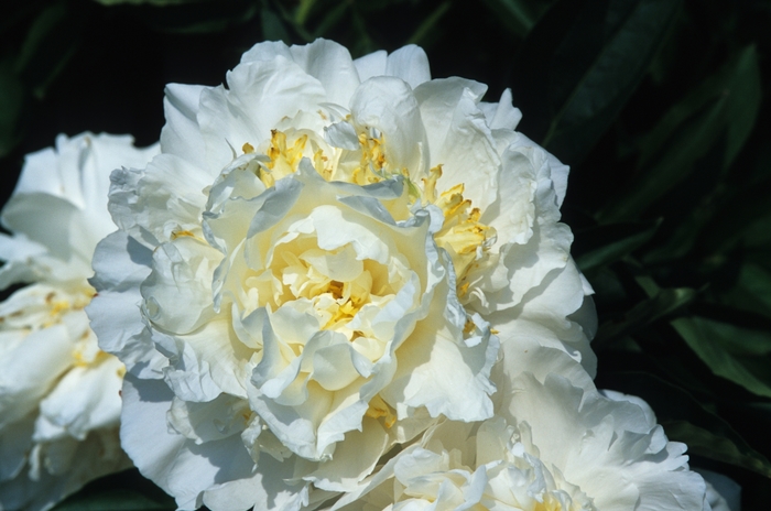 'Cheddar Surprise' Peony - Paeonia from EC Browns Nursery