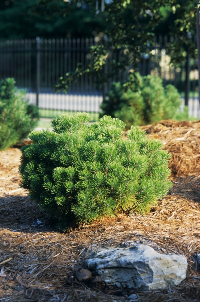 Swiss Mountain Pine - Pinus mugo from EC Browns Nursery