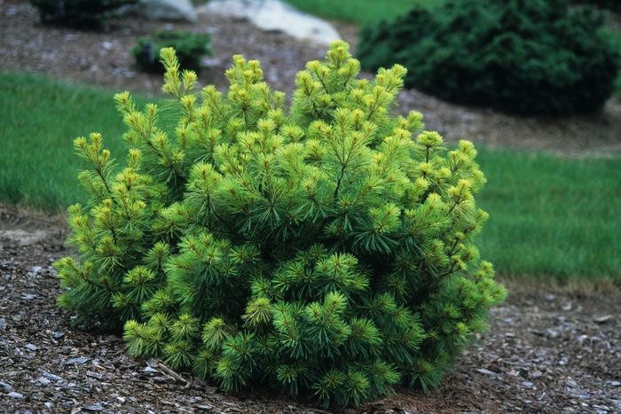 Blue Jay White Pine - Pinus strobus 'Blue Jay' from EC Browns Nursery