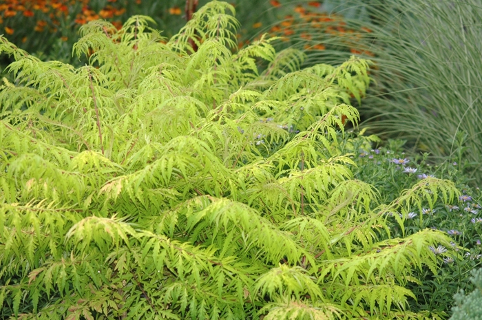 Tiger Eyes® Cutleaf Staghorn Sumac - Rhus typhina 'Bailtiger' from EC Browns Nursery