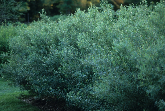 Dwarf Arctic Willow - Salix purpurea 'Nana' from EC Browns Nursery