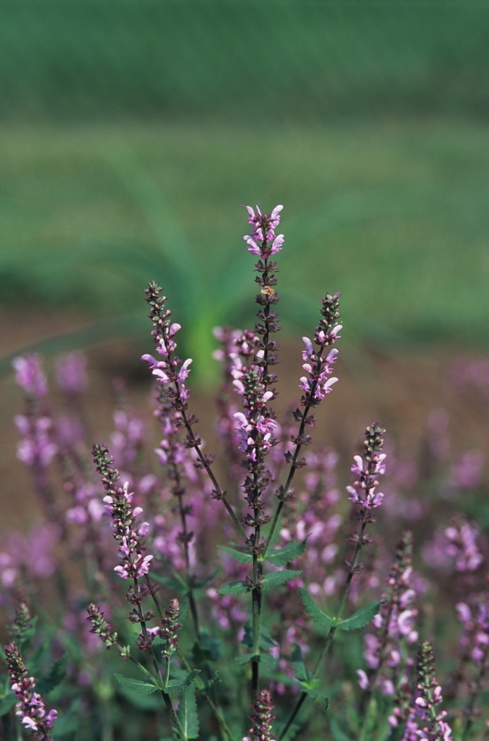 'Rose Queen' - Salvia x sylvestris from EC Browns Nursery
