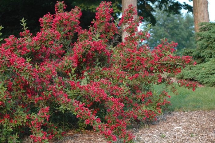 Old Fashion Weigela - Weigela florida 'Red Prince' from EC Browns Nursery