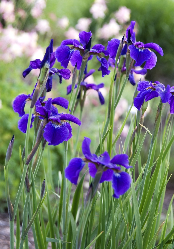 Siberian Iris - Iris sibirica 'Ceasars Brother' from EC Browns Nursery