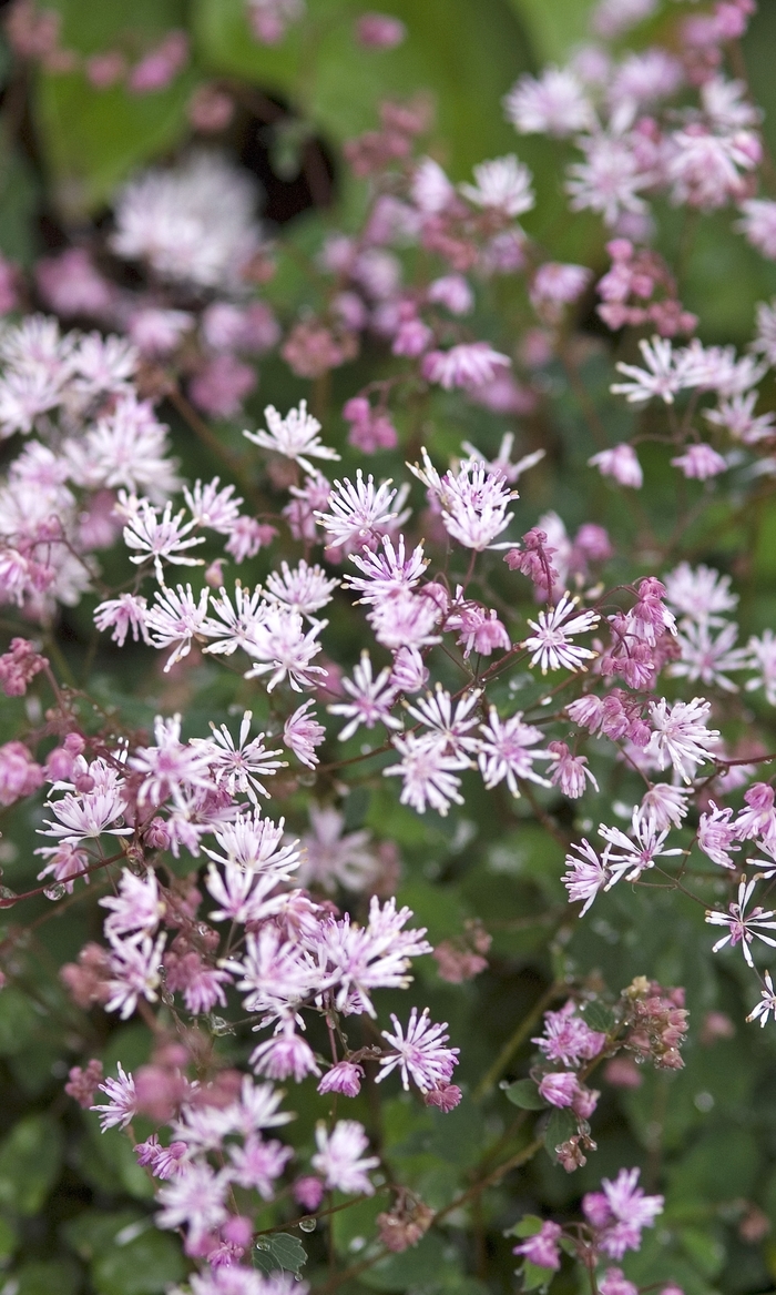 My little Favorite - Thalictrum aquilegia from EC Browns Nursery