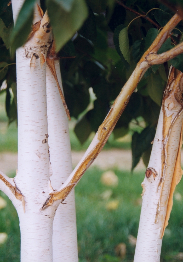 Whitebarked Himalayan Birch - Betula utilis var. jacquemontii from EC Browns Nursery