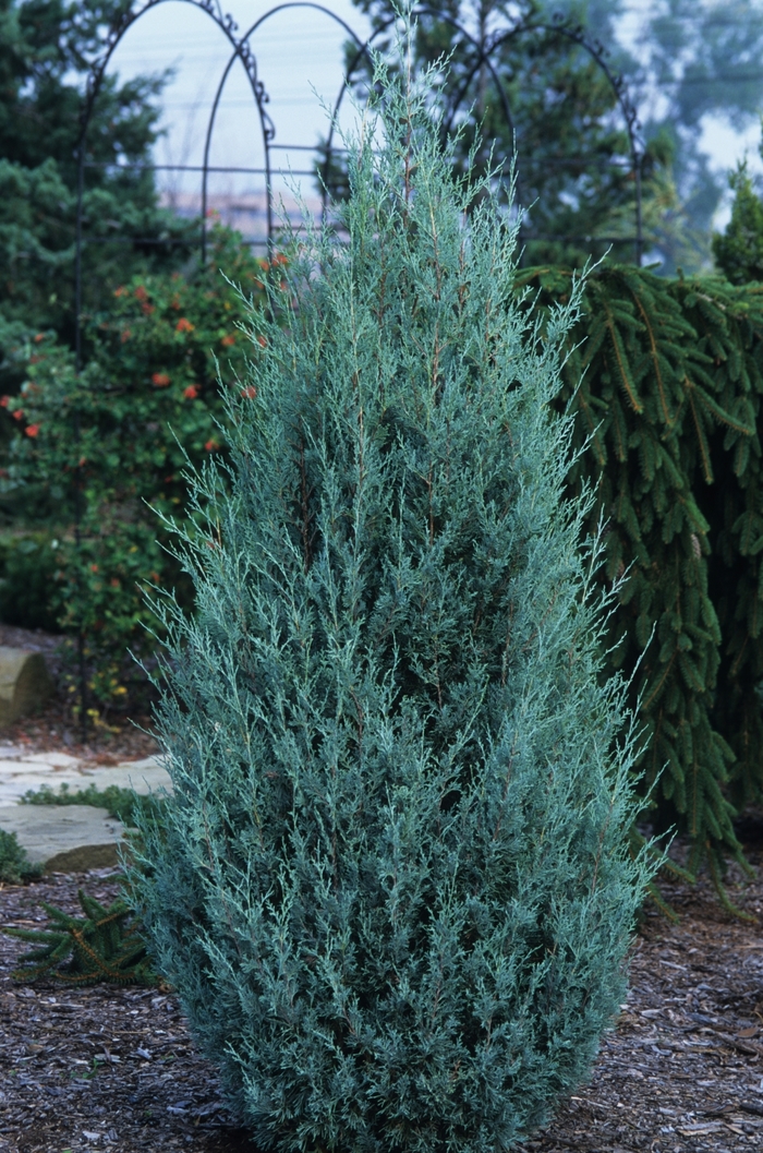 Wichita Blue Juniper - Juniperus scopulorum 'Wichita Blue' from EC Browns Nursery