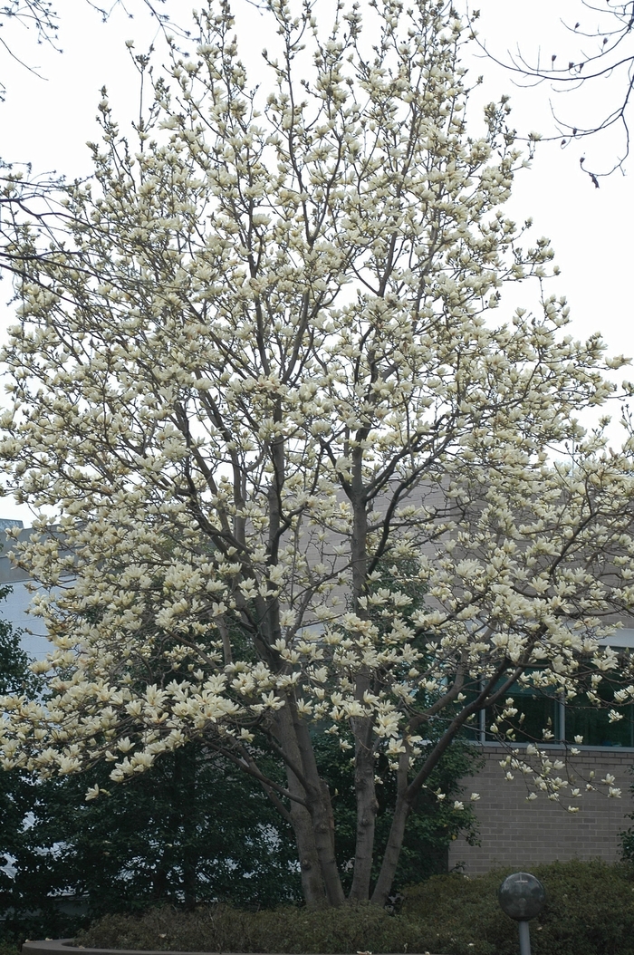 'Elizabeth' - Magnolia x from EC Browns Nursery