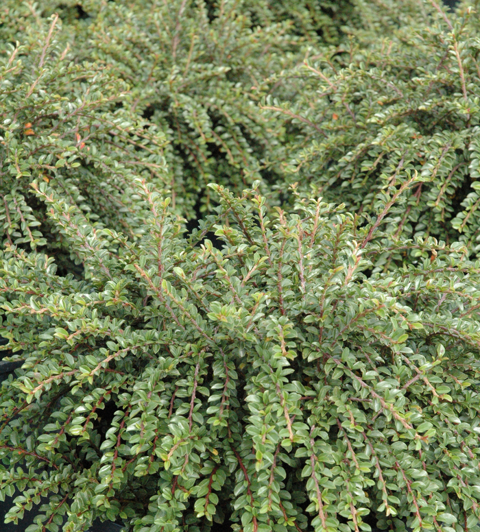 Creeping Cotoneaster - Cotoneaster adpressus 'Little Gem' from EC Browns Nursery