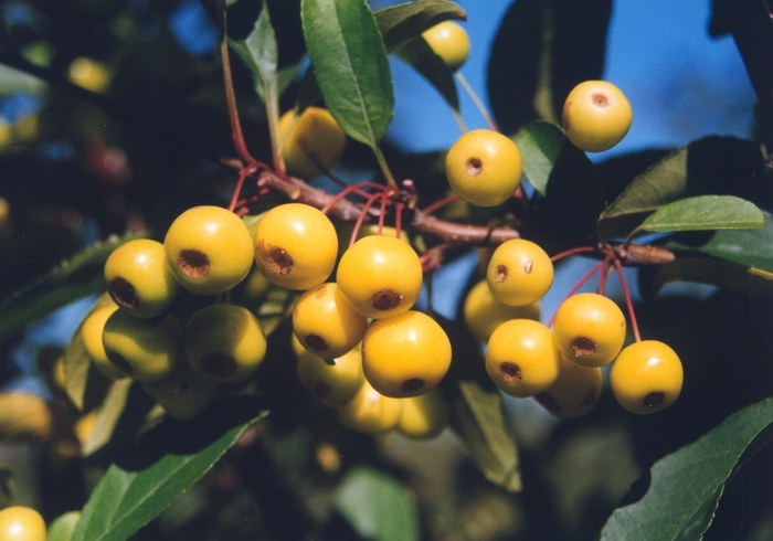 Harvest Gold&reg; Crabapple - Malus 'Harvest Gold' from EC Browns Nursery