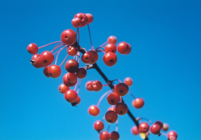 Weeping Candied Apple Crabapple - Malus 'Candied Apple' from EC Browns Nursery