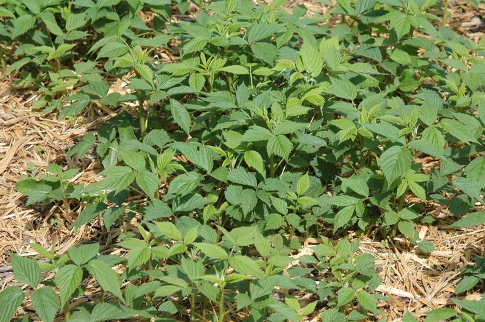 Heritage Raspberry - Rubus idaeus var. strigosus 'Heritage' from EC Browns Nursery