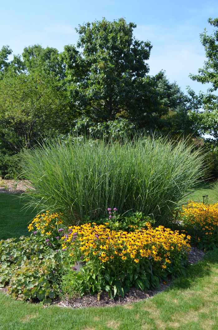 Switch grass - Panicum virgatum 'Cloud Nine' from EC Browns Nursery