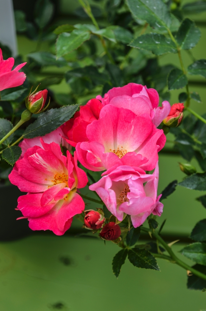 Pink Drift&reg; - Rosa 'Meijocos' PP18874, CPBR 4874 from EC Browns Nursery