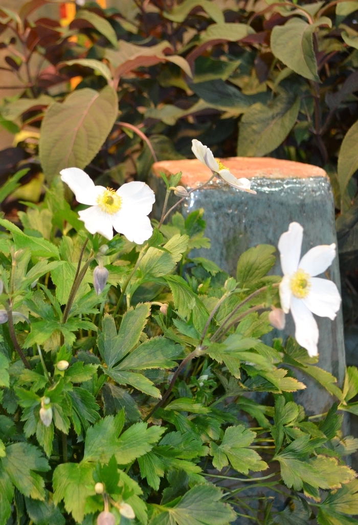 Anemone - Anemone x 'Wild Swan' from EC Browns Nursery