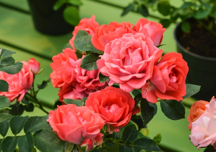 Coral Drift&reg; - Rosa 'Meidrifora' PP19148, CPBR 4871 from EC Browns Nursery