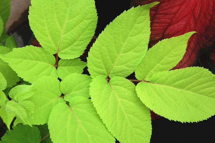 Golden aralia - Aralia cordata 'Sun King' from EC Browns Nursery