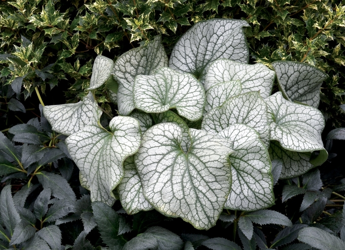 Brunnera - Brunnera macrophylla 'Alexander's Great' from EC Browns Nursery