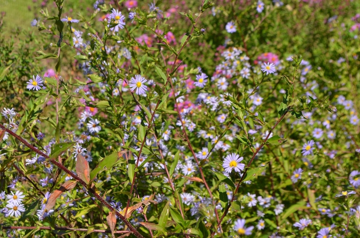 Purplestem Aster - Symphyotrichum puniceum from EC Browns Nursery