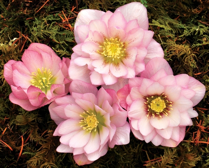 Double Hellebore - Helleborus 'Winter Jewels&trade; Cotton Candy' from EC Browns Nursery