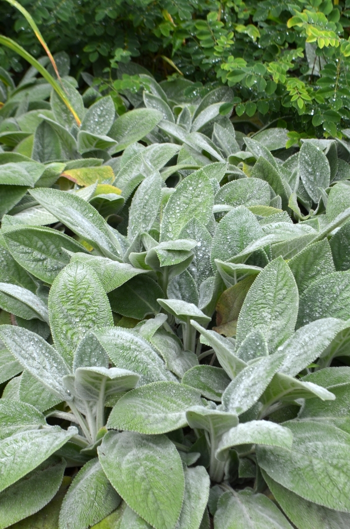 Lambs' Ears - Stachys byzantina 'Helene von Stein' from EC Browns Nursery