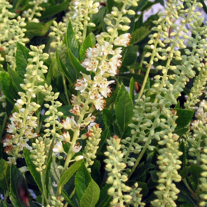 Summer Sweet - Clethra alnifolia 'Sixteen Candles' from EC Browns Nursery