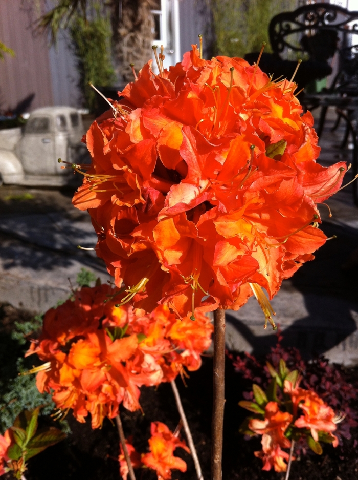 Azalea - Azalea 'Mandarin Lights' from EC Browns Nursery