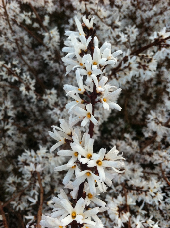 White Forsythia - Abeliophyllum distichum from EC Browns Nursery
