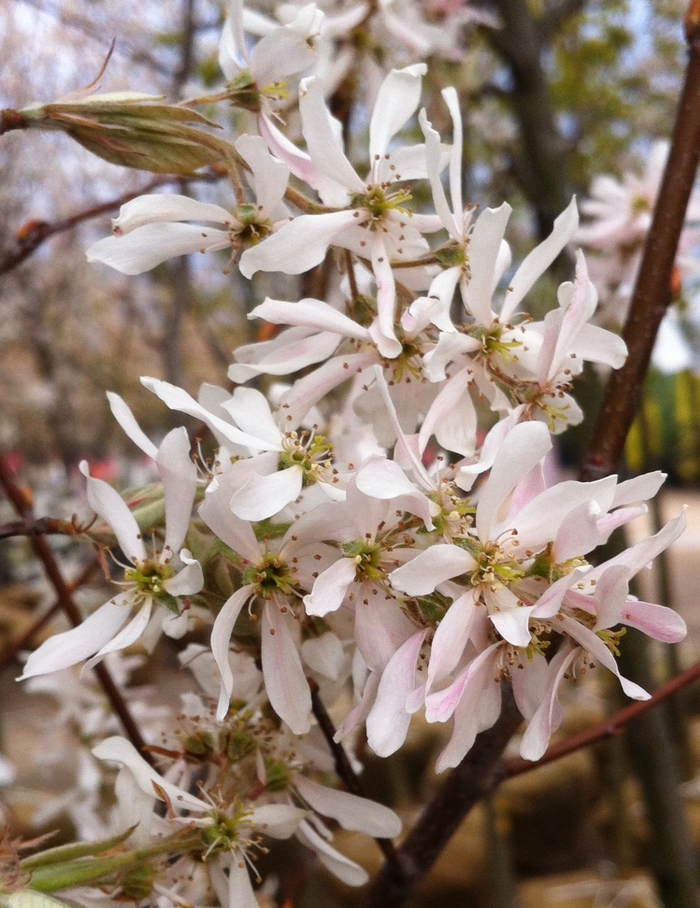Robin Hill Serviceberry - Amelanchier x grandiflora 'Robin Hill' from EC Browns Nursery