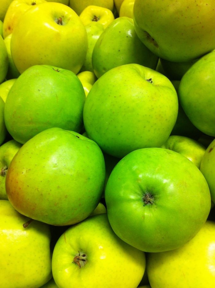 Mutsu Apple - Apple 'Mutsu' from EC Browns Nursery
