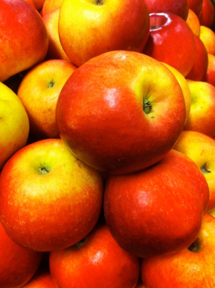 Idared Apple - Apple 'Idared' from EC Browns Nursery
