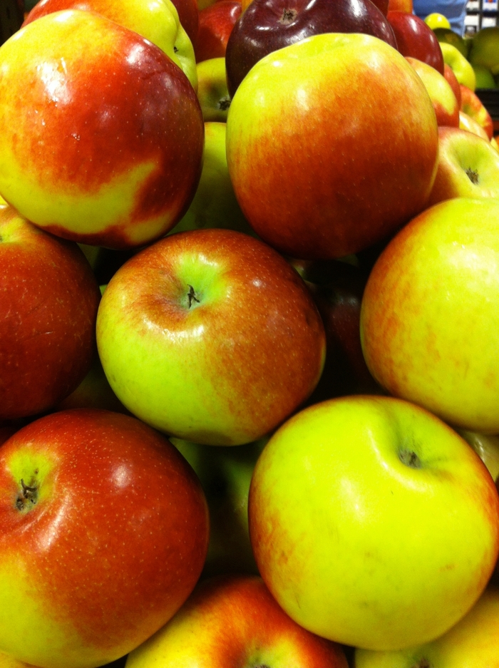 Yellow Transparent Apple - Apple 'Yellow Transparent' from EC Browns Nursery