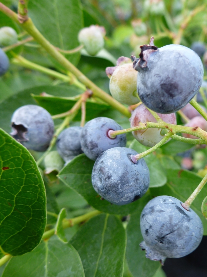 Bluejay Blueberry - Blueberry 'Bluejay' from EC Browns Nursery