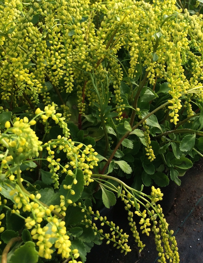Golden Lamb's Tail - Chiastophyllum oppositifolium 'Solar Yellow' from EC Browns Nursery