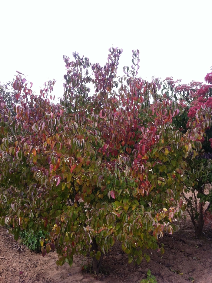 Gray Dogwood - Cornus racemosa 'Geauga' from EC Browns Nursery