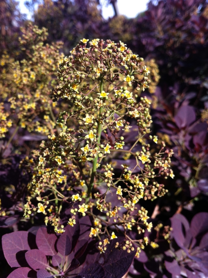 Royal Purple Smokebush - Cotinus coggygria 'Royal Purple' from EC Browns Nursery