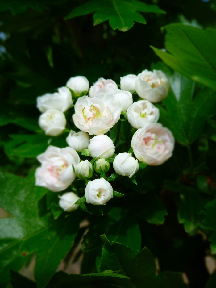 Toba Hawthorn - Crataegus x mordenensis 'Toba' from EC Browns Nursery