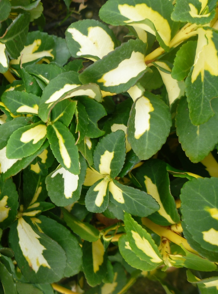 Moonshadow Euonymus - Euonymus fortunei 'Moonshadow' from EC Browns Nursery